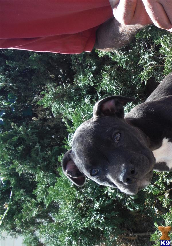 American Staffordshire Terrier puppy for sale