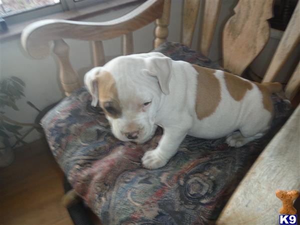 American Staffordshire Terrier puppy for sale