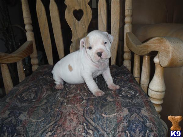 American Staffordshire Terrier puppy for sale