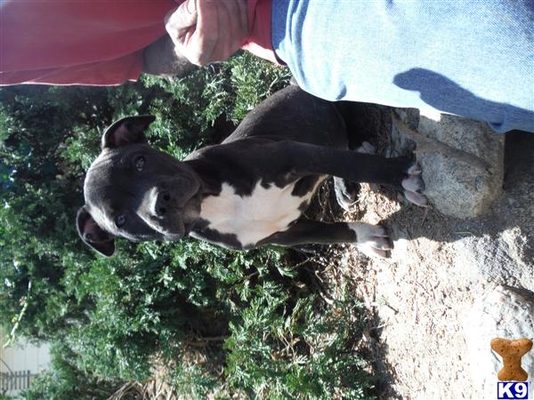 American Staffordshire Terrier puppy for sale