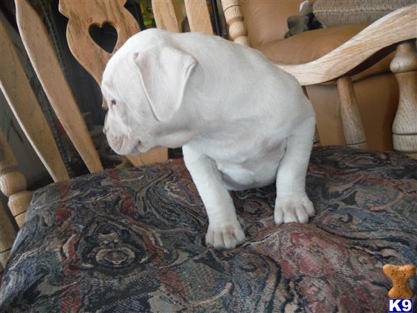 American Staffordshire Terrier puppy for sale