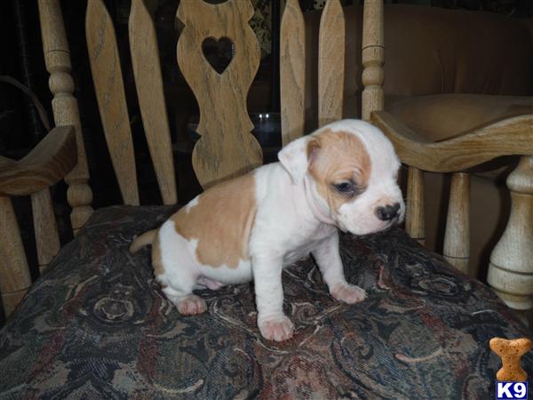 American Staffordshire Terrier puppy for sale