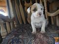 american staffordshire terrier puppy posted by decker8