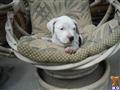 american staffordshire terrier puppy posted by decker8