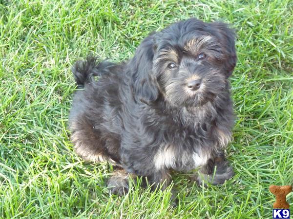 shorkie poo puppies for sale mixed breed puppy for sale beautiful tiny shorkie poos 8 years shorkie poo puppies for sale mixed breed puppy for sale beautiful tiny shorkie poos 8 years