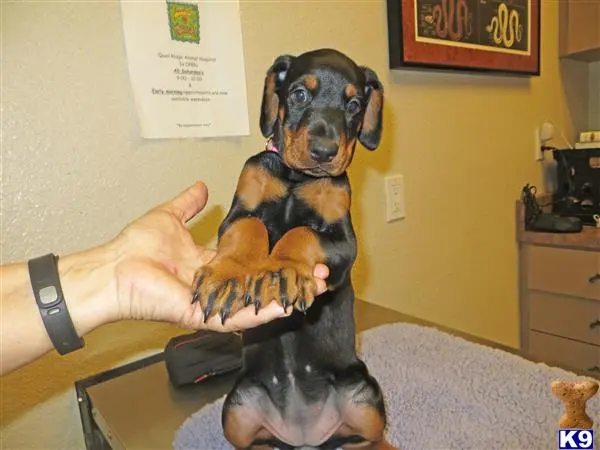 Doberman Pinscher puppy for sale