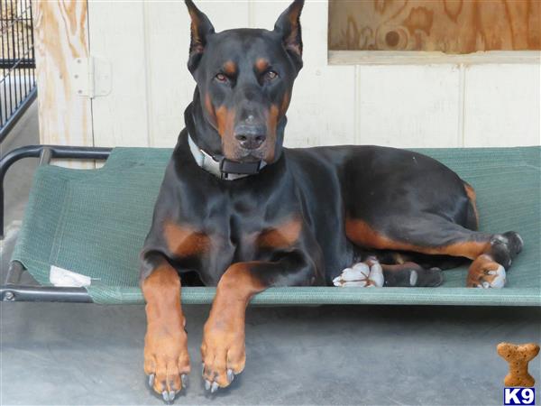 a doberman pinscher dog lying on a chair