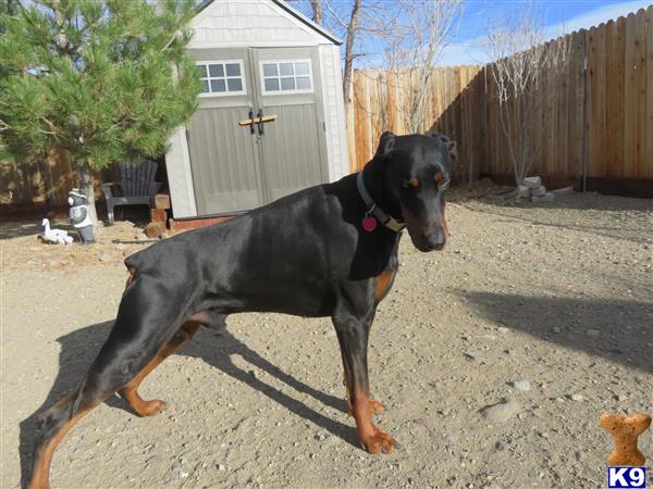 Doberman Pinscher dog