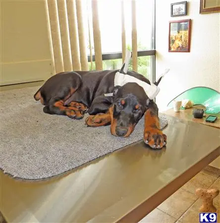 Doberman Pinscher puppy for sale