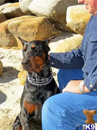 Doberman Pinscher stud dog