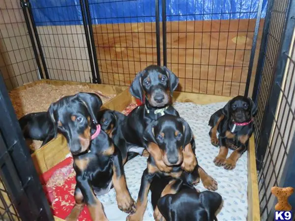 Doberman Pinscher puppy for sale