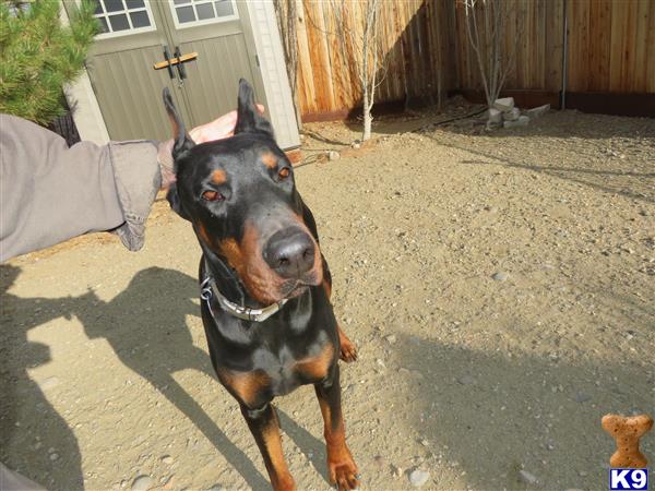 Doberman Pinscher dog