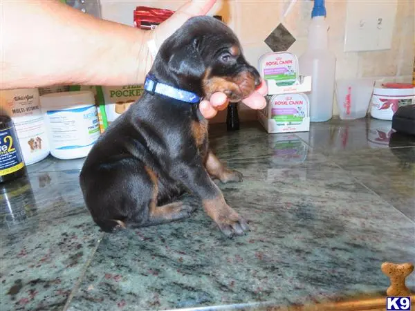 Doberman Pinscher puppy for sale