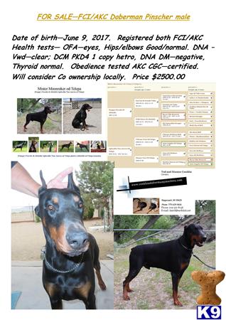 Doberman Pinscher dog