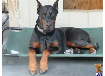 Doberman Pinscher