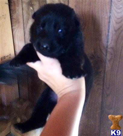 german shepherd puppy posted by deemo