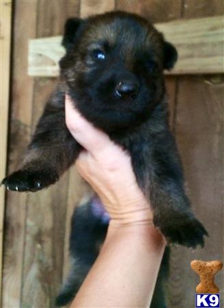 german shepherd puppy posted by deemo