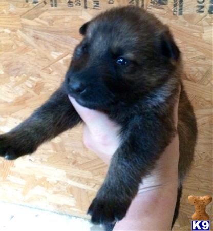 german shepherd puppy posted by deemo