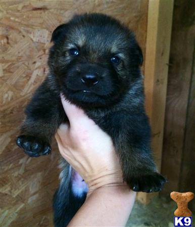 german shepherd puppy posted by deemo
