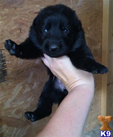 german shepherd puppy posted by deemo