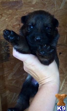 german shepherd puppy posted by deemo