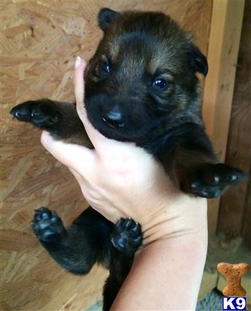german shepherd puppy posted by deemo