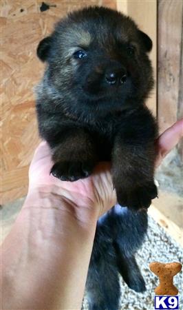 german shepherd puppy posted by deemo