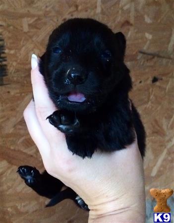 german shepherd puppy posted by deemo