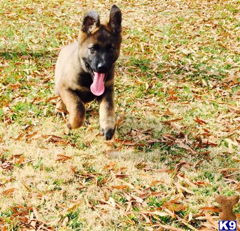 german shepherd puppy posted by deemo