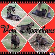 german shepherd puppy posted by deemo