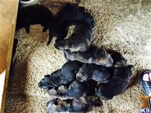 german shepherd puppy posted by deemo