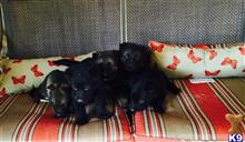 german shepherd puppy posted by deemo
