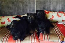 german shepherd puppy posted by deemo