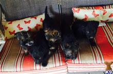 german shepherd puppy posted by deemo