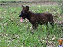 german shepherd puppy posted by deemo