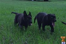 german shepherd puppy posted by deemo