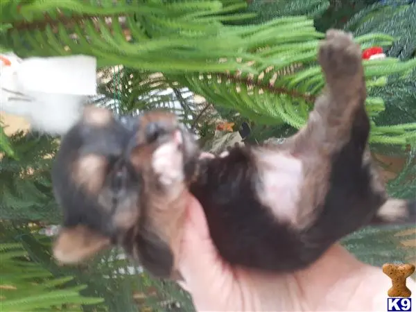 Yorkshire Terrier puppy for sale