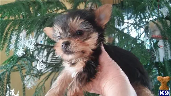 Yorkshire Terrier puppy for sale