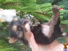 yorkshire terrier puppy posted by deesarro@msn.com