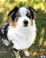 Kilo available Australian Shepherd puppy located in Visalia