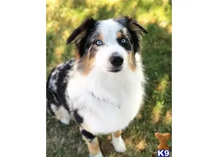 Australian Shepherd