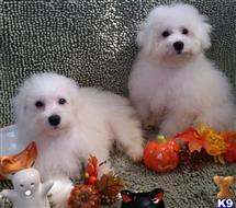 bichon frise puppy posted by deja329