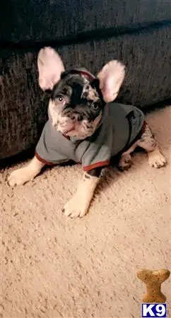 French Bulldog