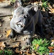french bulldog puppy posted by delanykieva0