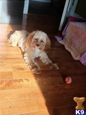 Cavalier King Charles Spaniel stud dog