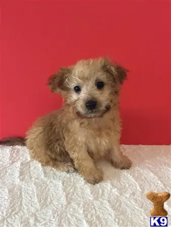 Maltipoo puppy for sale: a small maltipoo dog sitting on a blanket