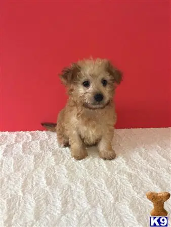 Maltipoo puppy for sale: a small maltipoo dog on a white blanket