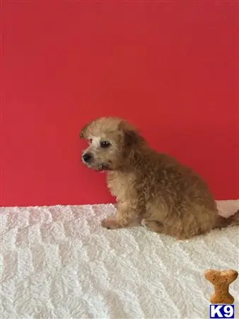 Maltipoo puppy for sale: a maltipoo dog sitting on a blanket