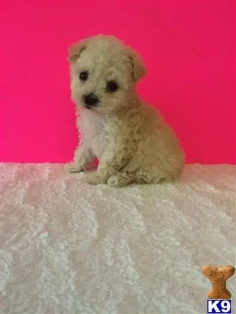 Mixed Breed puppy for sale: a small white mixed breed dog