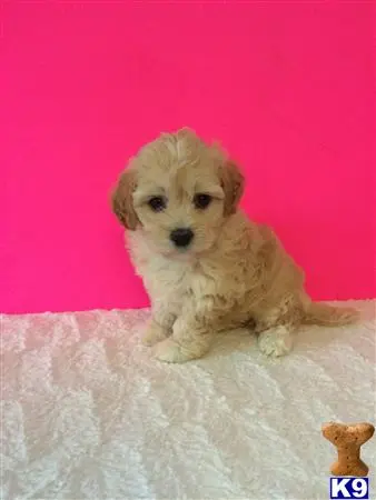 Mixed Breed puppy for sale: a small white mixed breed dog